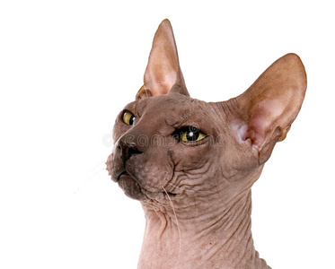 斯凯特猫唐·斯派克斯猫照片