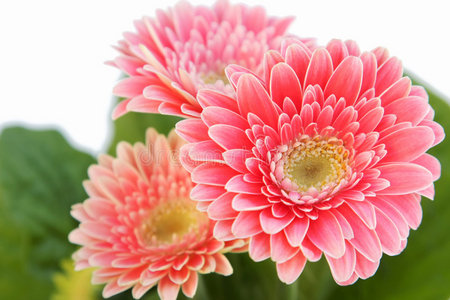 三朵雏菊花照片