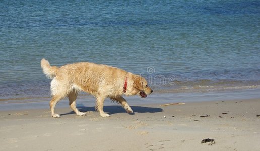 在海滩上