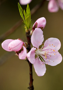 桃花芽桃花与花蕾照片