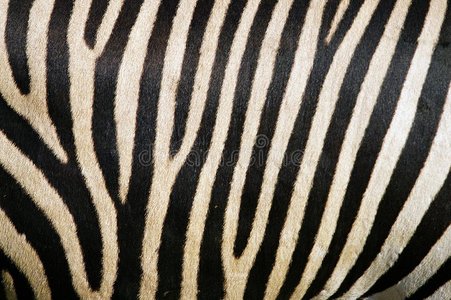 斑马皮照片