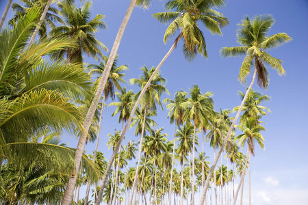 岛椰树