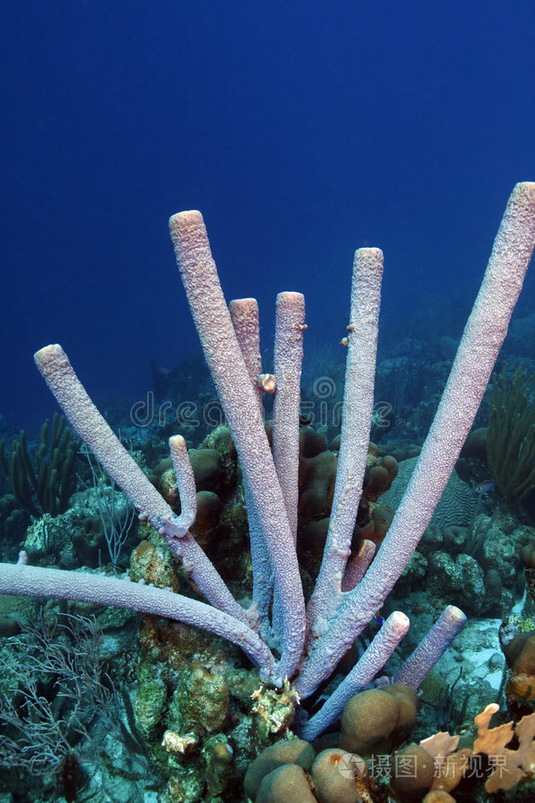炉管海绵oceanapiabartschi