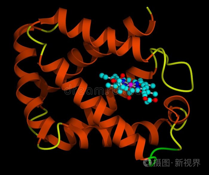 血红素血红蛋白分子