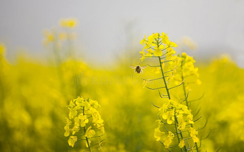 油菜花与蜜蜂