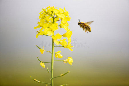 油菜花与蜜蜂图片