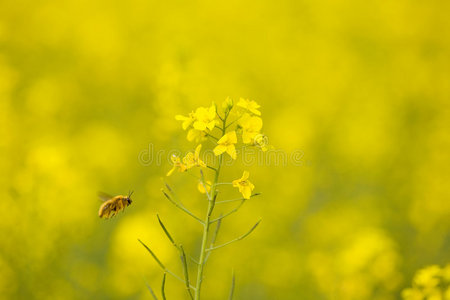 油菜花与蜜蜂图片