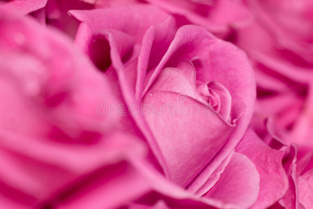 粉红玫瑰。
