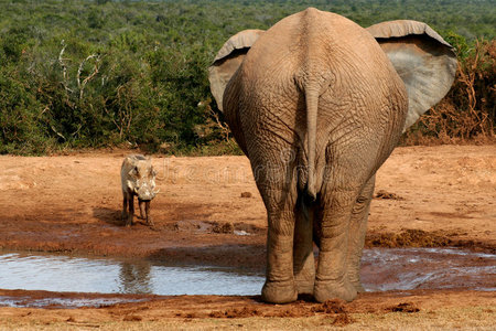 水坑里的大象和野猪
