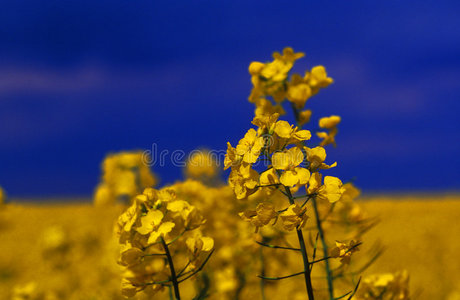 黄色油菜花图片