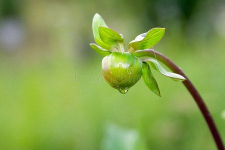 大丽花芽