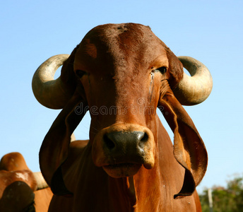 印度金牛