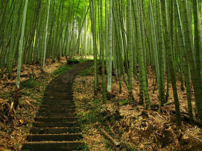 竹子竹林图片
