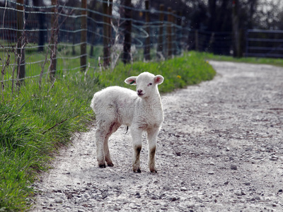 农场小路上的小羊羔