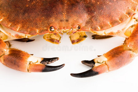 食用蟹巨蟹