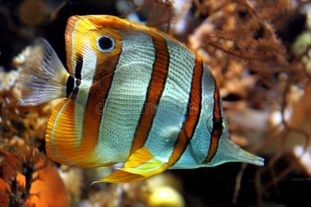 黄条纹鱼照片