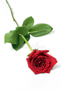 单红玫瑰单朵红玫瑰照片