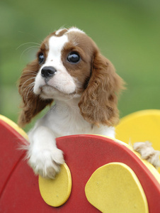 小狗小狗躺着组成的年轻人表达不同的情感小狗睡觉牧羊犬小狗和女人在