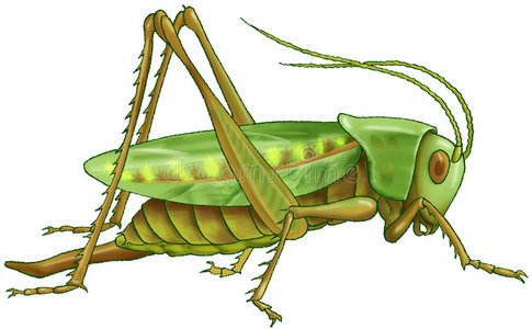 蚱蜢若虫绿蚱蜢照片