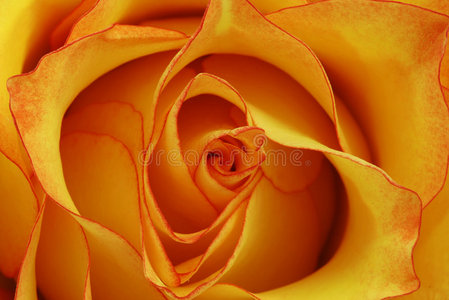 橙玫瑰