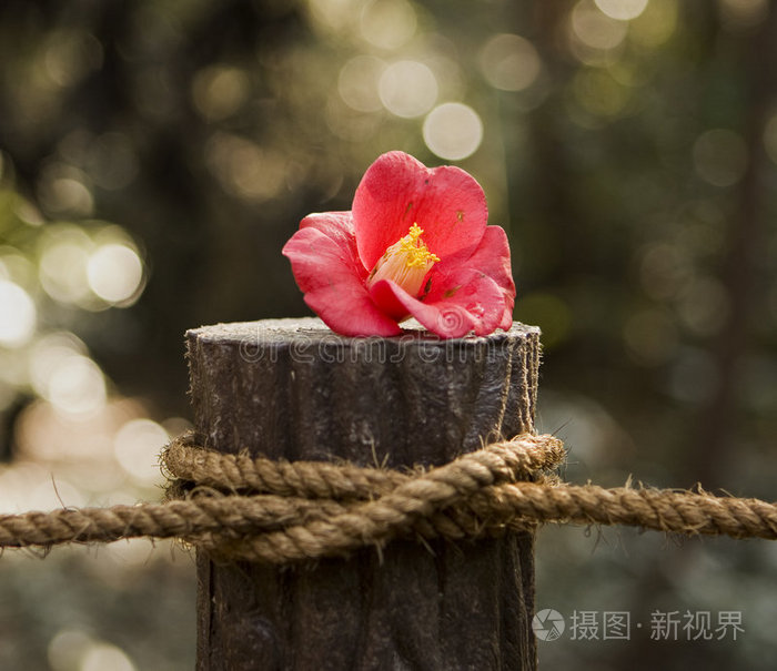 绳子柱上的红花