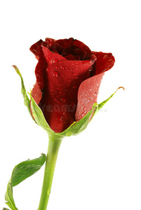 单朵美丽的红玫瑰