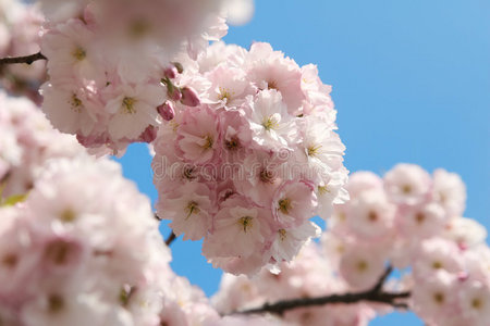 日本羊肚花