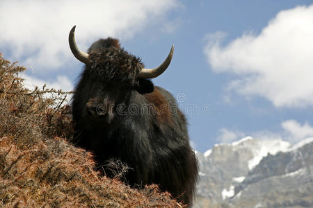 牦牛在山坡上吃草