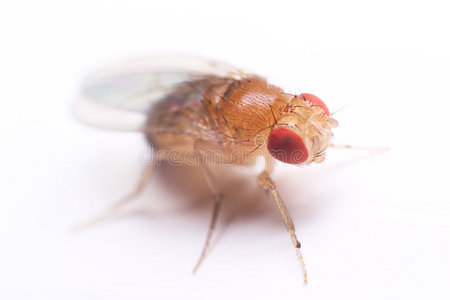 果蝇图片