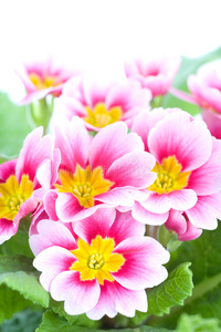 春粉色花朵特写图片