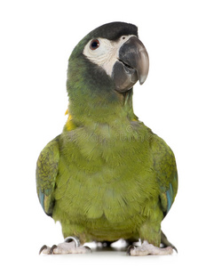 黄领金刚鹦鹉图片