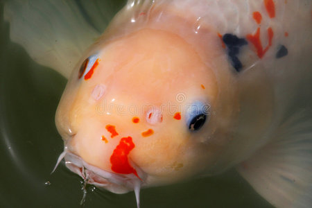 鱼吐口水表情包图片