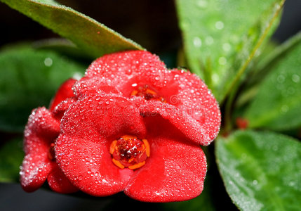 雨中花图片