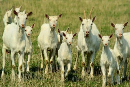 保姆山羊图片
