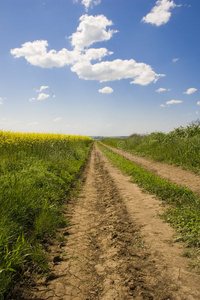 美丽的夏季景观和道路