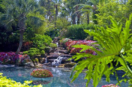 热带水上花园照片