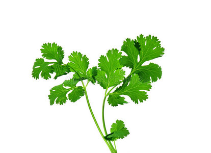 葱花香菜图片-葱花香菜素材-葱花香菜插画-摄图新视界