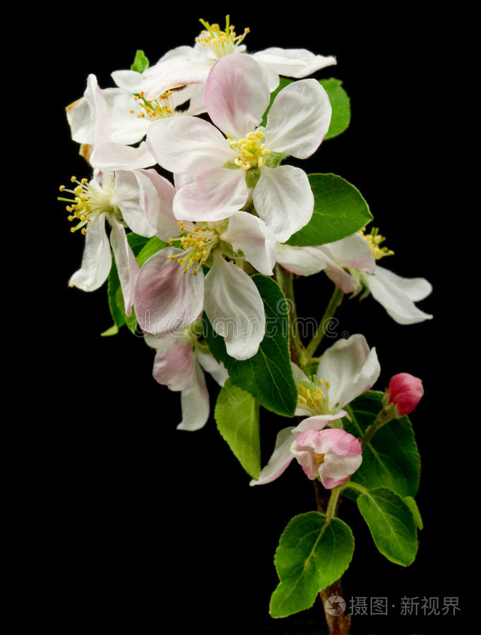 苹果花