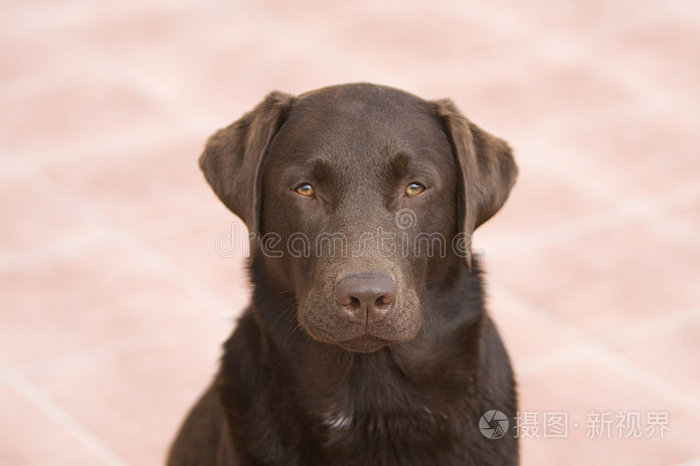 拉布拉多猎犬正面朝上