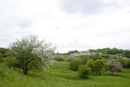 乡村风光中的春花树图片