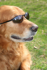 带墨镜的金毛猎犬照片