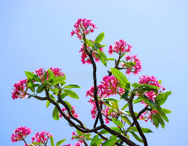 热带李梅树照片