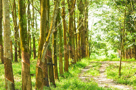 橡胶种植园图片