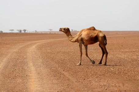 骆驼穿越沙漠公路图片