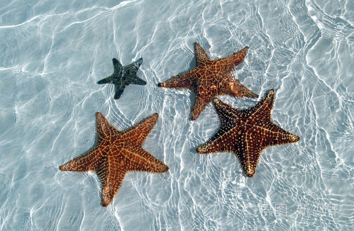 细沙海底的海星