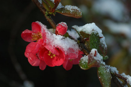 白雪覆盖的红花木瓜图片