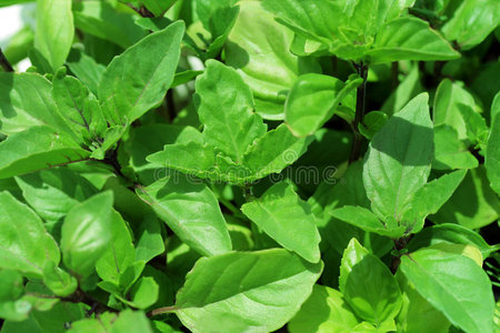 炖肉调料桂皮桂皮罗勒照片