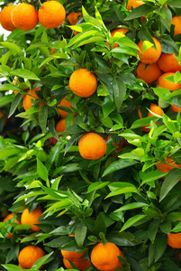 成熟的橘子成熟的带绿叶的橘子.新鲜成熟的橙子和橘子用矢量集合.