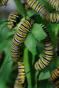 帝王蝶毛虫照片