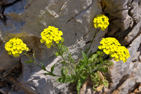 石头上的花照片